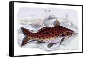 Pimelodus Arekaima-Robert Hermann Schomburgk-Framed Stretched Canvas