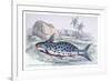 Pimelodus Insignis-Robert Hermann Schomburgk-Framed Art Print