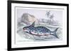 Pimelodus Insignis-Robert Hermann Schomburgk-Framed Art Print