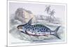 Pimelodus Insignis-Robert Hermann Schomburgk-Mounted Art Print