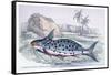 Pimelodus Insignis-Robert Hermann Schomburgk-Framed Stretched Canvas