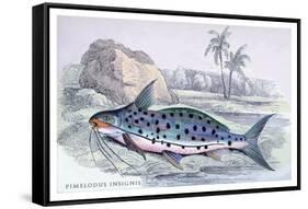 Pimelodus Insignis-Robert Hermann Schomburgk-Framed Stretched Canvas