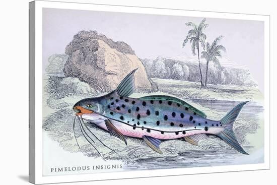 Pimelodus Insignis-Robert Hermann Schomburgk-Stretched Canvas