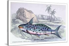 Pimelodus Insignis-Robert Hermann Schomburgk-Stretched Canvas