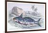 Pimelodus Insignis-Robert Hermann Schomburgk-Framed Art Print