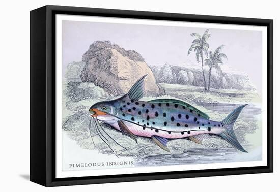 Pimelodus Insignis-Robert Hermann Schomburgk-Framed Stretched Canvas