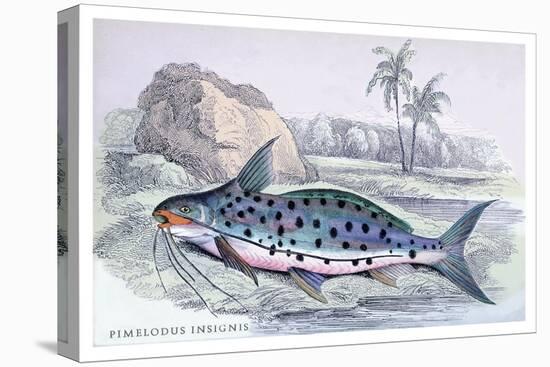 Pimelodus Insignis-Robert Hermann Schomburgk-Stretched Canvas