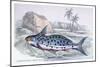 Pimelodus Insignis-Robert Hermann Schomburgk-Mounted Art Print