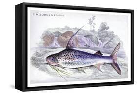 Pimelodus Notatus-Robert Hermann Schomburgk-Framed Stretched Canvas