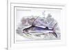 Pimelodus Notatus-Robert Hermann Schomburgk-Framed Art Print