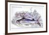 Pimelodus Notatus-Robert Hermann Schomburgk-Framed Art Print