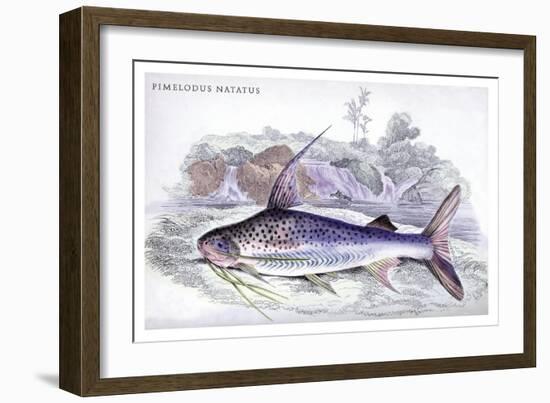 Pimelodus Notatus-Robert Hermann Schomburgk-Framed Art Print