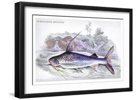 Pimelodus Notatus-Robert Hermann Schomburgk-Framed Art Print