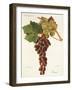 Piment Grape-J. Troncy-Framed Giclee Print