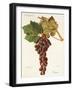 Piment Grape-J. Troncy-Framed Giclee Print