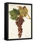 Piment Grape-J. Troncy-Framed Stretched Canvas