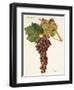 Piment Grape-J. Troncy-Framed Giclee Print