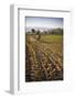 Pimiento Farmer Farming at Sunrise in the Cachi Valley, Salta Province, North Argentina-Matthew Williams-Ellis-Framed Photographic Print