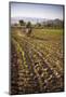 Pimiento Farmer Farming at Sunrise in the Cachi Valley, Salta Province, North Argentina-Matthew Williams-Ellis-Mounted Photographic Print