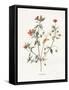 Pimpernel-Gwendolyn Babbitt-Framed Stretched Canvas