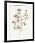 Pimpernel-Gwendolyn Babbitt-Framed Art Print