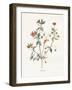 Pimpernel-Gwendolyn Babbitt-Framed Art Print