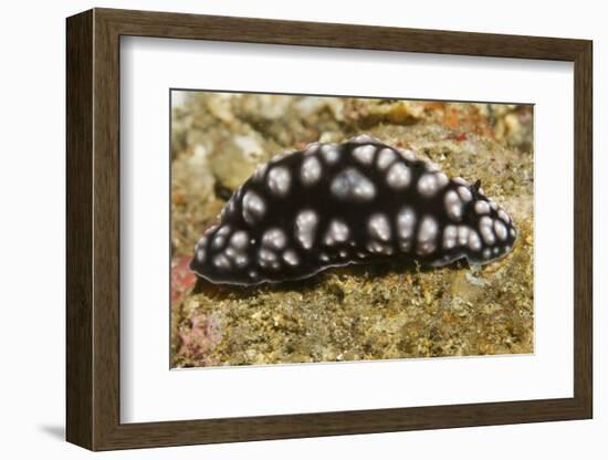 Pimpled Phyllidiella-Hal Beral-Framed Photographic Print