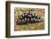 Pimpled Phyllidiella-Hal Beral-Framed Photographic Print