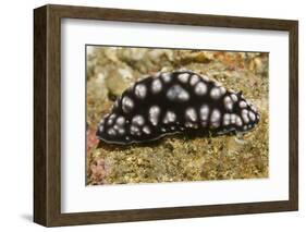 Pimpled Phyllidiella-Hal Beral-Framed Photographic Print