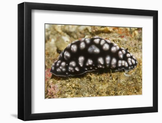 Pimpled Phyllidiella-Hal Beral-Framed Photographic Print