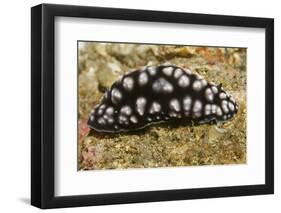 Pimpled Phyllidiella-Hal Beral-Framed Photographic Print