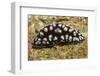 Pimpled Phyllidiella-Hal Beral-Framed Photographic Print