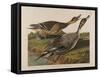 Pin Tailed Duck, 1834-John James Audubon-Framed Stretched Canvas