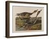 Pin Tailed Duck, 1834-John James Audubon-Framed Giclee Print