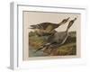 Pin Tailed Duck, 1834-John James Audubon-Framed Giclee Print
