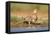 Pin-Tailed Sandgrouse (Pterocles Alchata) Female Drinking At Water Pond. Aragon. Spain-Oscar Dominguez-Framed Stretched Canvas