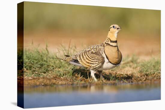 Pin-Tailed Sandgrouse (Pterocles Alchata) Female Drinking At Water Pond. Aragon. Spain-Oscar Dominguez-Stretched Canvas