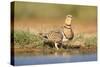 Pin-Tailed Sandgrouse (Pterocles Alchata) Female Drinking At Water Pond. Aragon. Spain-Oscar Dominguez-Stretched Canvas