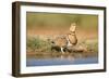 Pin-Tailed Sandgrouse (Pterocles Alchata) Female Drinking At Water Pond. Aragon. Spain-Oscar Dominguez-Framed Photographic Print