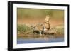 Pin-Tailed Sandgrouse (Pterocles Alchata) Female Drinking At Water Pond. Aragon. Spain-Oscar Dominguez-Framed Photographic Print