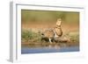 Pin-Tailed Sandgrouse (Pterocles Alchata) Female Drinking At Water Pond. Aragon. Spain-Oscar Dominguez-Framed Photographic Print