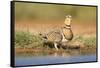 Pin-Tailed Sandgrouse (Pterocles Alchata) Female Drinking At Water Pond. Aragon. Spain-Oscar Dominguez-Framed Stretched Canvas