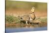 Pin-Tailed Sandgrouse (Pterocles Alchata) Female Drinking At Water Pond. Aragon. Spain-Oscar Dominguez-Stretched Canvas