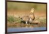 Pin-Tailed Sandgrouse (Pterocles Alchata) Female Drinking At Water Pond. Aragon. Spain-Oscar Dominguez-Framed Photographic Print