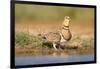 Pin-Tailed Sandgrouse (Pterocles Alchata) Female Drinking At Water Pond. Aragon. Spain-Oscar Dominguez-Framed Photographic Print