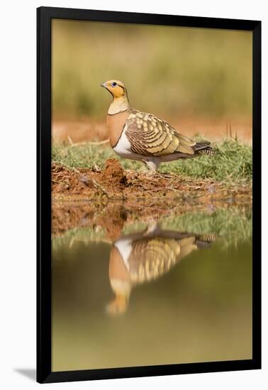 Pin-Tailed Sandgrouse (Pterocles Alchata), Male Near Water Pond. Aragon. Spain-Oscar Dominguez-Framed Photographic Print