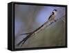 Pin-Tailed Whydah (Vidua Macroura), Male in Breeding Plumage, South Africa, Africa-Ann & Steve Toon-Framed Stretched Canvas
