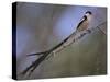 Pin-Tailed Whydah (Vidua Macroura), Male in Breeding Plumage, South Africa, Africa-Ann & Steve Toon-Stretched Canvas