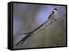 Pin-Tailed Whydah (Vidua Macroura), Male in Breeding Plumage, South Africa, Africa-Ann & Steve Toon-Framed Stretched Canvas