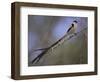 Pin-Tailed Whydah (Vidua Macroura), Male in Breeding Plumage, South Africa, Africa-Ann & Steve Toon-Framed Photographic Print